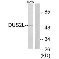 DUS2 Antibody