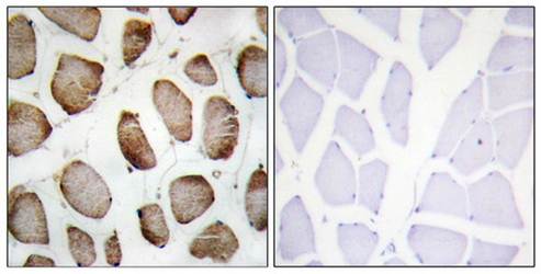 DUS2L antibody