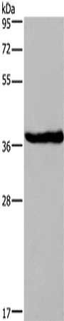 DUSP1 Antibody