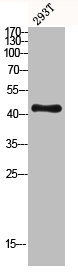 DUSP1 antibody