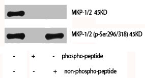 DUSP1 antibody