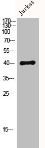 DUSP1 antibody