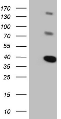 DUSP10 Antibody
