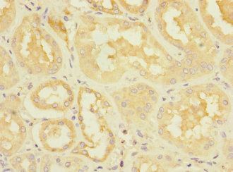 DUSP10 Antibody