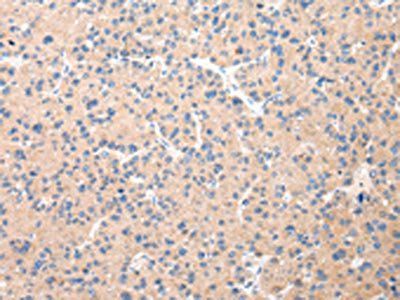 DUSP11 antibody