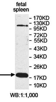 DUSP14 antibody