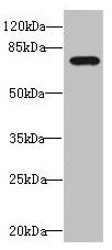 DUSP16 Antibody