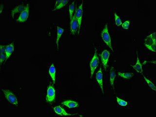 DUSP19 Antibody