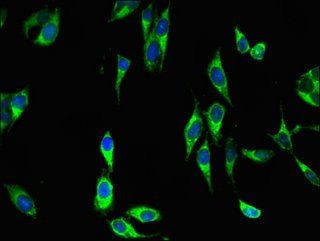 DUSP19 antibody