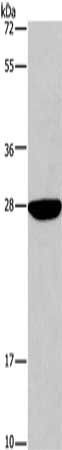 DUSP19 antibody