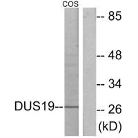 DUSP19 antibody