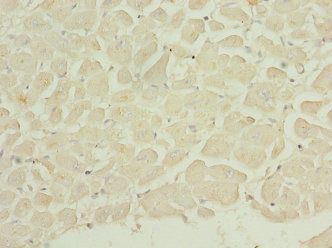 DUSP22 Antibody