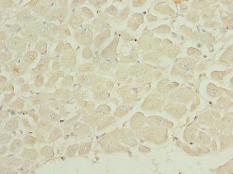 DUSP22 antibody