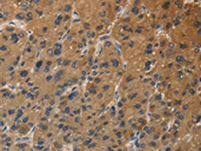 DUSP23 Antibody
