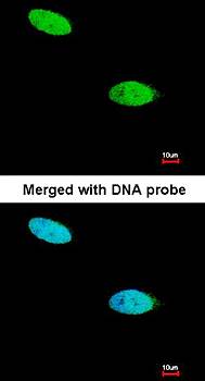 DUSP26 antibody