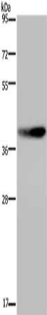 DUSP4 Antibody