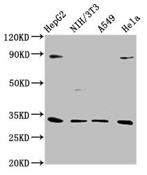 DUSP4 Antibody