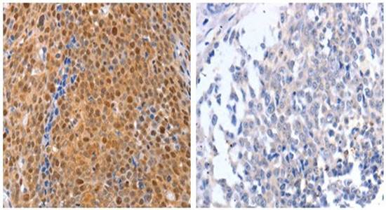 DUSP4 Antibody