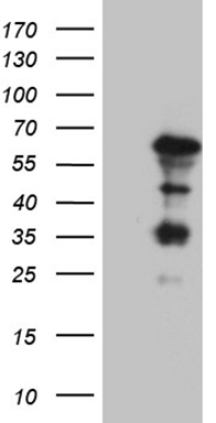 DUSP5 Antibody