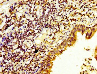 DUSP6 Antibody