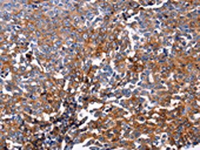 DUSP6 Antibody