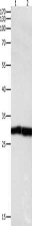 DUSP6 Antibody