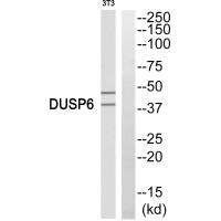 DUSP6 antibody