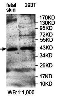 DUSP6 Rabbit Polyclonal Antibody