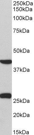 DUSP6 antibody