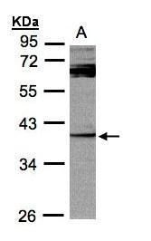 DUSP7 antibody