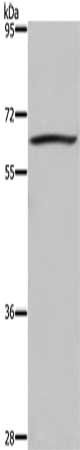 DUSP8 Antibody