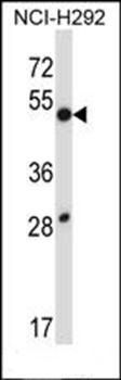 DUSP9 antibody