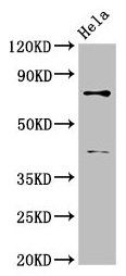 DVL2 Antibody