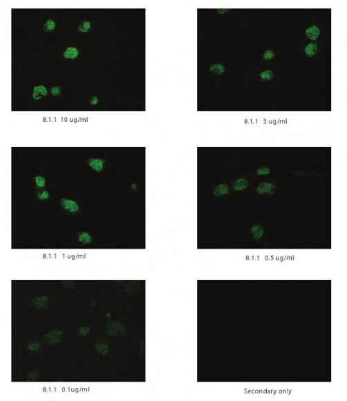 Podoplanin/gp36 Monoclonal Antibody