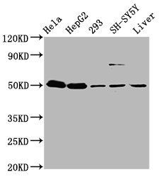 DYM antibody