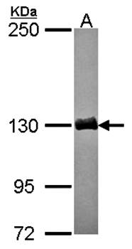dynactin 1 Rabbit Polyclonal Antibody