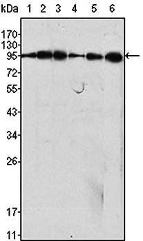 Dynamin-1 Antibody