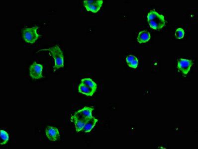 DYNC1H1 Antibody