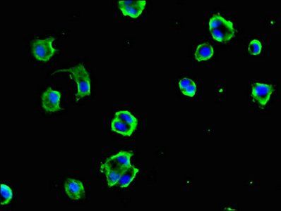 DYNC1H1 antibody