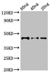 DYNC2H1 antibody