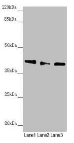 DYNC2LI1 antibody