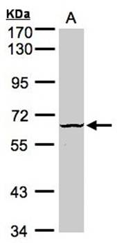 Dyrk3 antibody