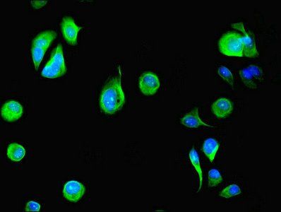 DYRK4 Antibody