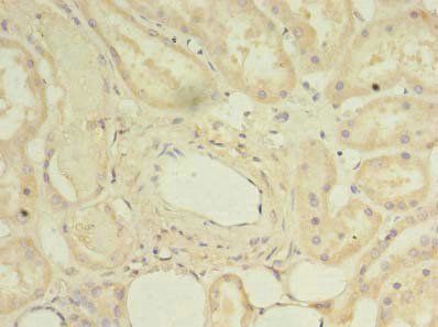 DYRK4 Antibody