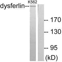DYSF antibody