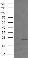 DTNB Antibody