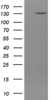 DTNB Antibody