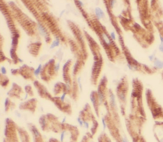 Dystroglycan antibody