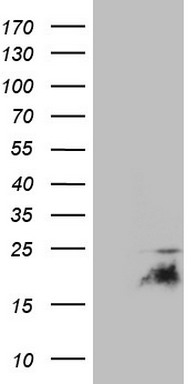 E Cadherin Antibody