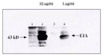 Sheep anti Human, Rat E1A (adenovirus early region 1) Antibody